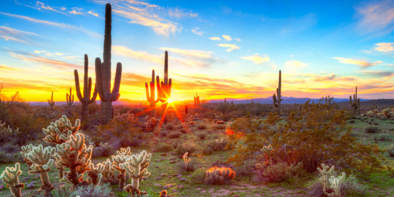Sonoran Desert Sunset Scottsdale AZ