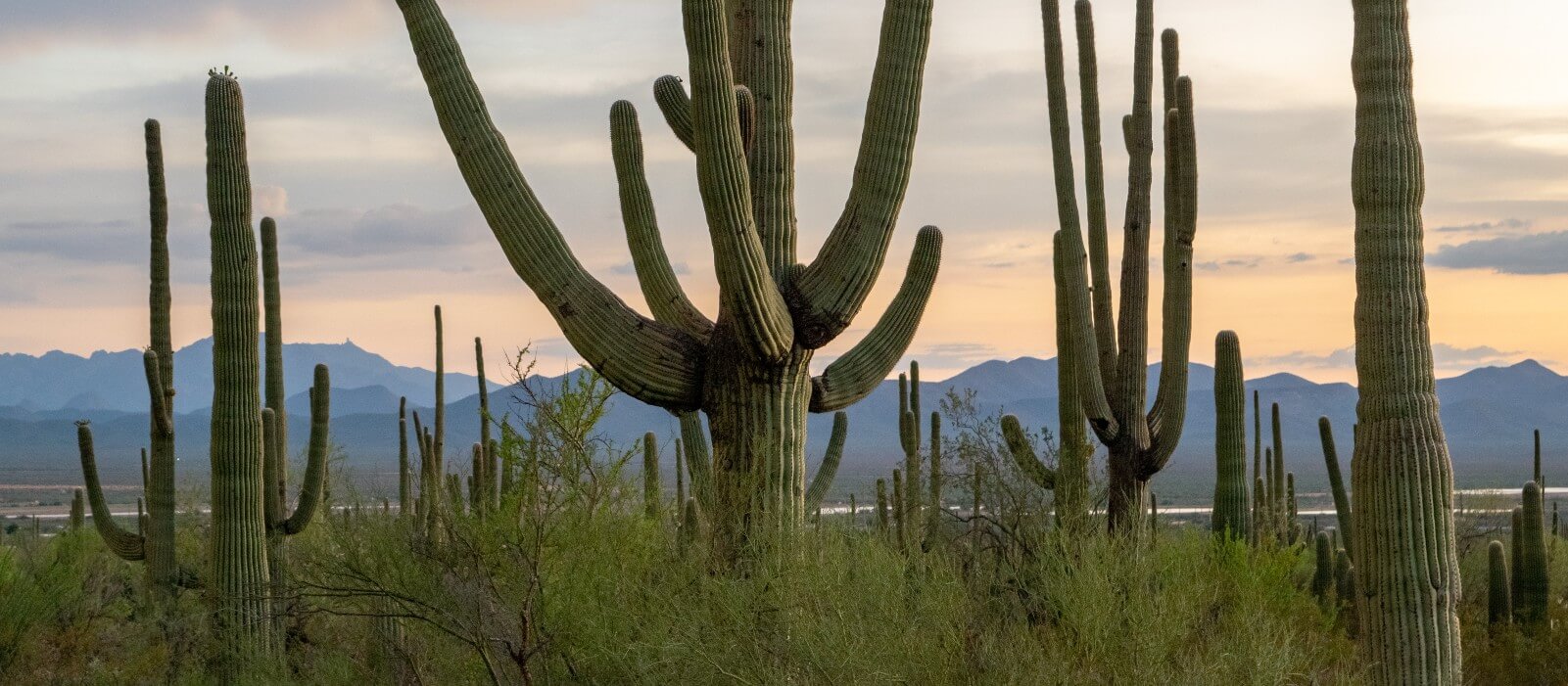 Scottsdale Market Report January 2022 » Jay Martinez Realtor©